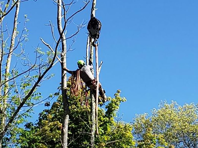 Beverly Tree Services