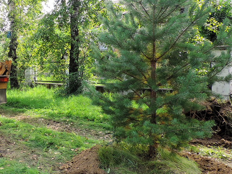 tree planting relocation