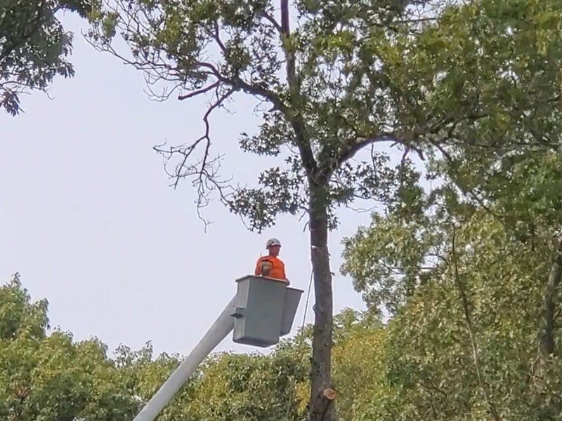 Professional & Experienced Tree Services