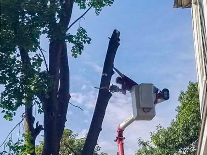 Tree Removal work By Professionals