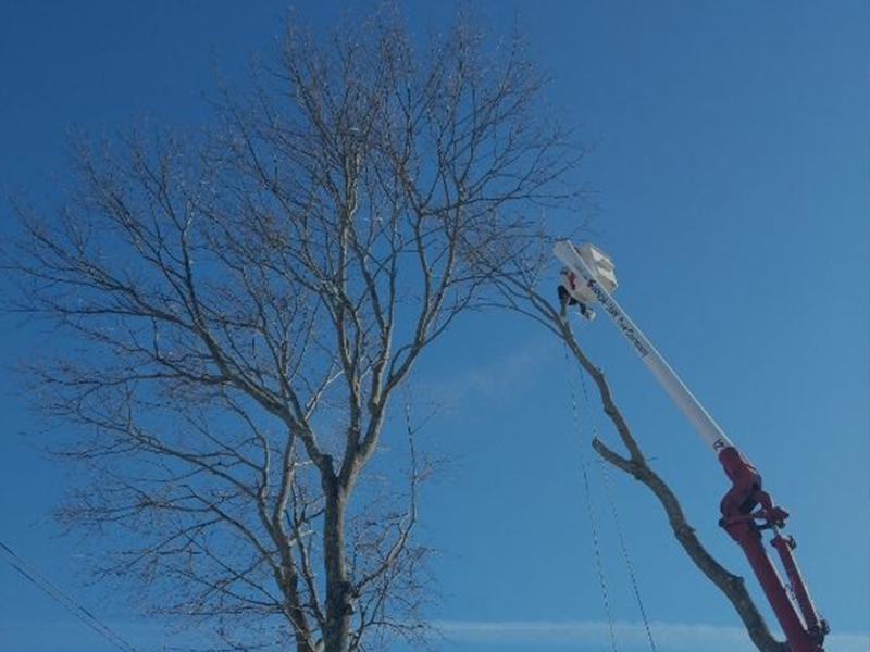 Tree Trimming Services - JB Perry Tree workers