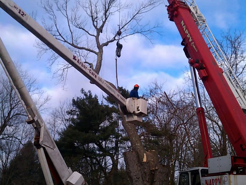 Tree Removal Services by Jb Perry Tree
