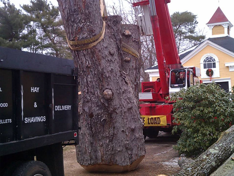 Expert Tree Removal & Cutting Services by JB Perry