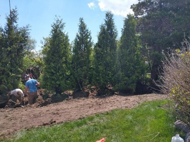 tree planting