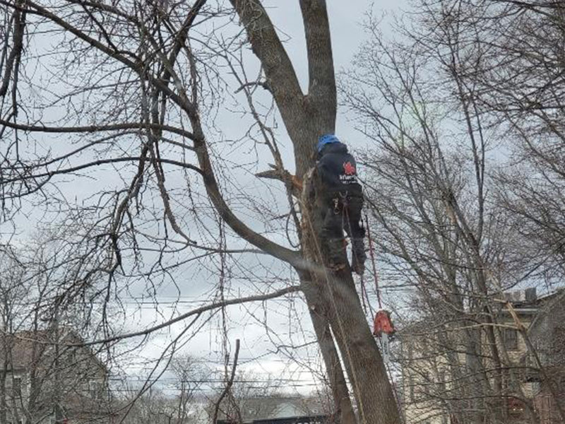 Tree Trimming Services - JB Perry
