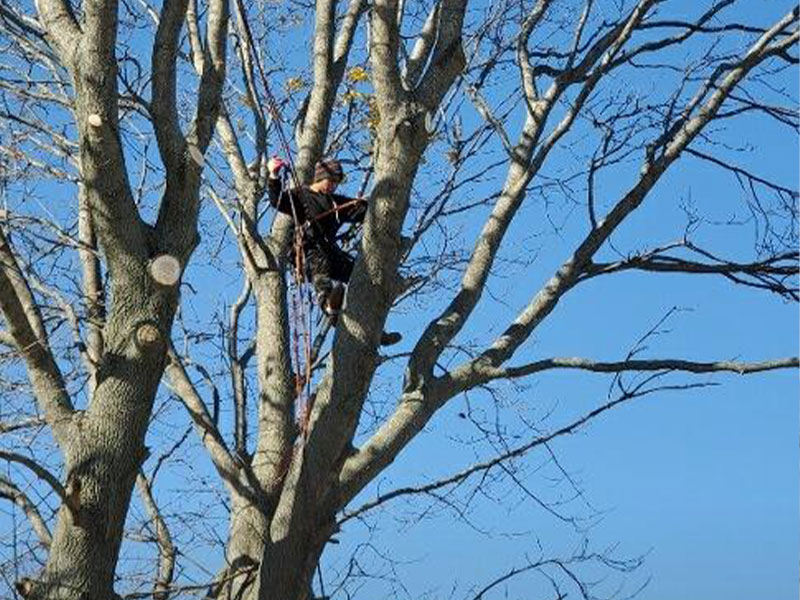Professional Tree Trimming Services